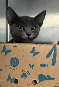 Domestic Short Hair Cats Available for Adoption in Long Beach, California - LILY | PetCurious