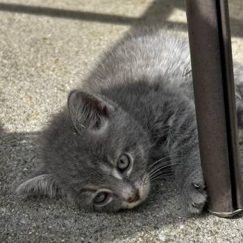 Pigeon -  Domestic Short Hair Cat for Adoption in Indianapolis, Indiana - Pigeon | PetCurious