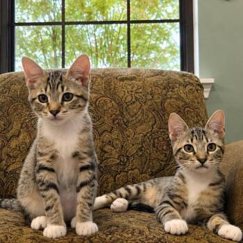 Joey & Molly (bonded pair) -  Domestic Short Hair Cat for Adoption - Joey & Molly (bonded Pair) | PetCurious