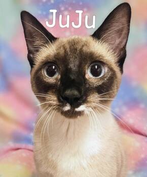 JuJu - Rancho Cucamonga PetSmart -  Siamese Cat for Adoption in Yorba Linda, California - JuJu - Rancho Cucamonga PetSmart | PetCurious