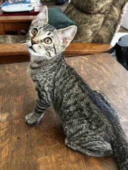 Onyx -  American Shorthair Cat for Adoption in Meeker, Oklahoma - Onyx | PetCurious