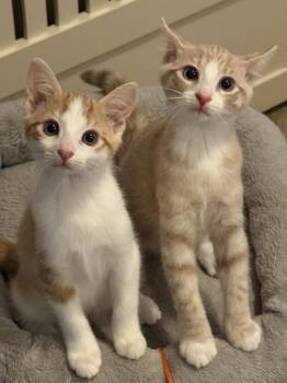 Giggle -  Domestic Short Hair Cat for Adoption in Mount Laurel Township, New Jersey - Giggle | PetCurious