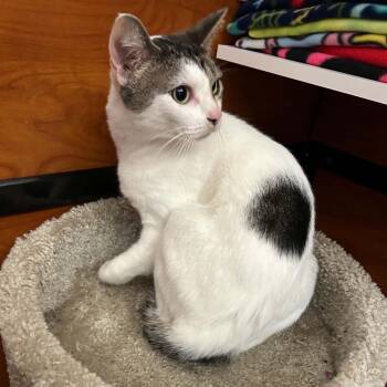 Uno -  Domestic Short Hair Cat for Adoption in Gladstone, Oregon - Uno | PetCurious