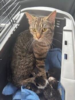 Rescue Domestic Short Hair Cats for Adoption in Grand Rapids, Michigan - Mao | PetCurious