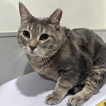 Missy -  Domestic Short Hair Cat for Adoption in Tampa, Florida - Missy | PetCurious
