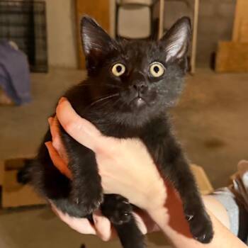 Lougarou -  Domestic Medium Hair Cat Available for Adoption in Midland, Texas - Lougarou | PetCurious