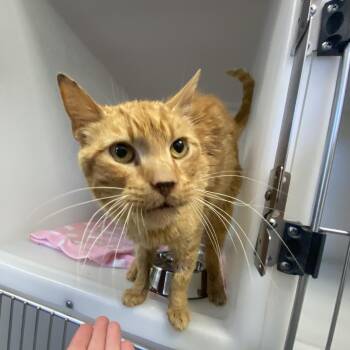 Tiger -  Domestic Short Hair Cat for Adoption in King George, Virginia - Tiger | PetCurious