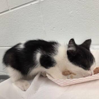 Porridge -  Domestic Short Hair Cat for Adoption in Chattanooga, Tennessee - Porridge | PetCurious