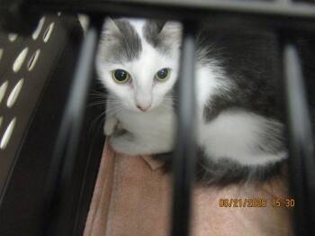 Olive(622) -  Domestic Short Hair Cat for Adoption in Marietta, Georgia - Olive(622) | PetCurious