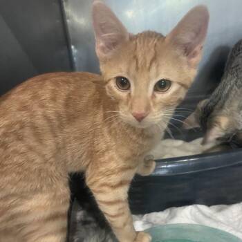 Mack -  Domestic Short Hair Cat for Adoption in Prescott, Arizona - Mack | PetCurious