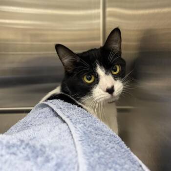 FROSTINE -  Domestic Short Hair Cat for Adoption in Barnstable, Massachusetts - FROSTINE | PetCurious