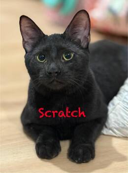 Rescue Domestic Short Hair Cats for Adoption in Pawleys Island, South Carolina - Scratch | PetCurious