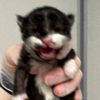 Jujube Jones -  Domestic Short Hair Cat for Adoption in Concord, North Carolina - Jujube Jones | PetCurious