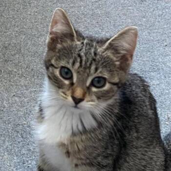 Cady Hudson -  Domestic Short Hair Cat for Adoption in Merrifield, Virginia - Cady Hudson | PetCurious