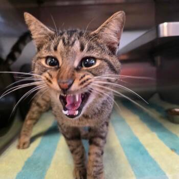 Bones -  Domestic Short Hair Cat for Adoption in Bristol, Indiana - Bones | PetCurious