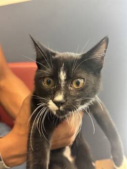 Rescue Domestic Short Hair Cats for Adoption in Doral, Florida - NIMBUS | PetCurious