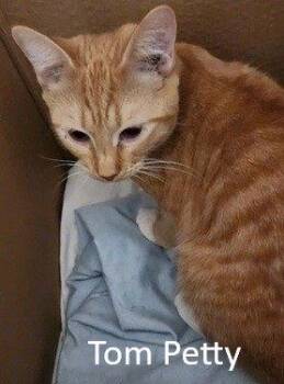 Domestic Short Hair Cats Available for Adoption - Tom Petty | PetCurious