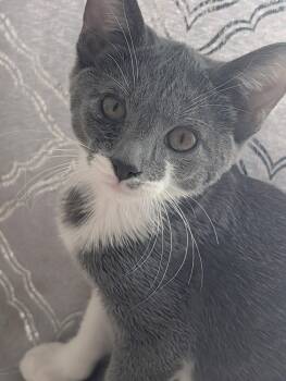 Remy -  Domestic Short Hair Cat for Adoption in Fort Myers, Florida - Remy | PetCurious
