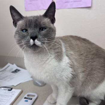 Rainbow -  Domestic Short Hair Cat for Adoption in Kanab, Utah - Rainbow | PetCurious