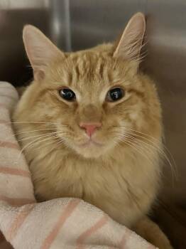 Domestic Medium Hair Cats Available for Adoption in Newnan, Georgia - *Nacho Average Cat | PetCurious