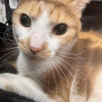 Domestic Short Hair Cats Available for Adoption in Newark, New Jersey - Blaze | PetCurious