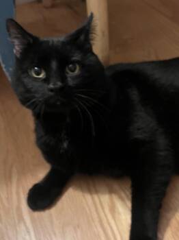 Rescue Domestic Short Hair Cats for Adoption in Hanson, Massachusetts - Mr Pickles | PetCurious