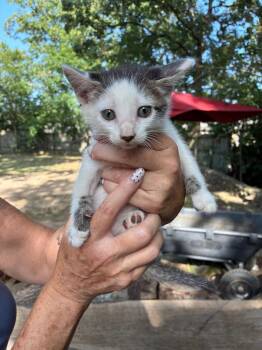 Falcon -  Domestic Short Hair Cat for Adoption in Little Rock, Arkansas - Falcon | PetCurious