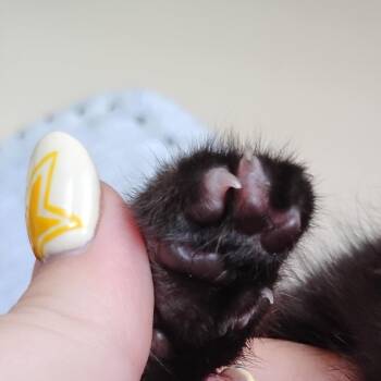 Pinkie -  Domestic Short Hair Cat for Adoption in Grantsville, Utah - Pinkie | PetCurious
