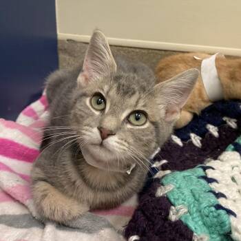 Edinburgh -  Domestic Short Hair Cat for Adoption in Lynchburg, Virginia - Edinburgh | PetCurious