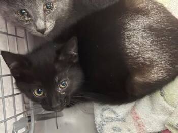 A1265417 -  Domestic Short Hair Cat Available for Adoption in Charlotte, North Carolina - A1265417 | PetCurious