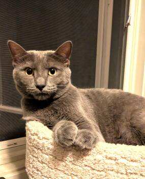 misty -  Russian Blue and Domestic Short Hair Cat for Adoption in San Jose, California - Misty | PetCurious