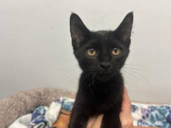 Gemini -  Domestic Short Hair Cat for Adoption in Chicago, Illinois - Gemini | PetCurious