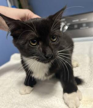 Boomer -  Domestic Short Hair Cat for Adoption in Tacoma, Washington - Boomer | PetCurious