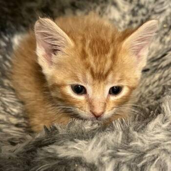 Cotton Candy -  Domestic Short Hair Cat for Adoption in Vienna, Ontario - Cotton Candy | PetCurious