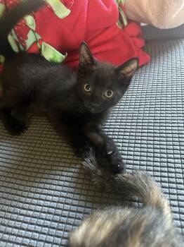 Henri bonded w/Eloise Loo -  Domestic Short Hair Cat for Adoption in San Jose, California - Henri Bonded W/Eloise Loo | PetCurious