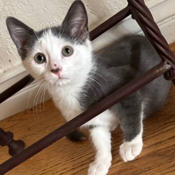 Rescue Domestic Short Hair Cats for Adoption in Los Angeles, California - Ethan | PetCurious