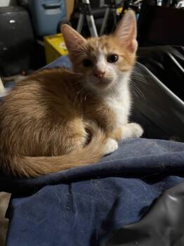 Chandler -  Domestic Short Hair Cat for Adoption in San Antonio, Texas - Chandler | PetCurious