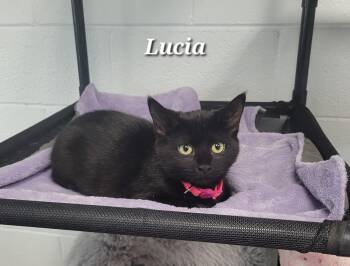 Lucia -  Domestic Short Hair Cat for Adoption in Morganton, North Carolina - Lucia | PetCurious