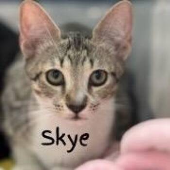 Skye - A26-??? -  Domestic Short Hair Cat for Adoption in Santa Rosa Beach, Florida - Skye - A26-??? | PetCurious