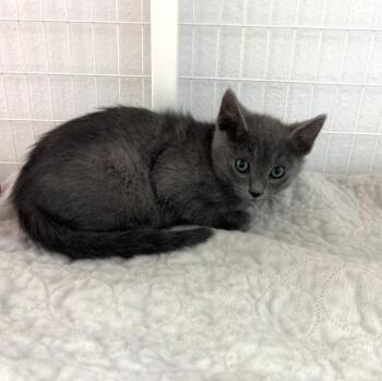 Domestic Short Hair Cats Available for Adoption in Brookings, Oregon - Gary | PetCurious