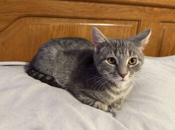 Rescue Tabby and Domestic Short Hair Cats for Adoption in Georgetown, Kentucky - Marty | PetCurious