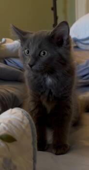 Nelson -  Domestic Long Hair Cat for Adoption in Crown Point, Indiana - Nelson | PetCurious