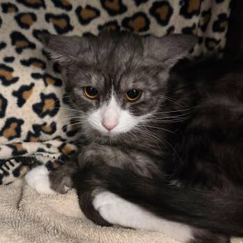 Cordelia -  Domestic Short Hair Cat for Adoption in Las Vegas, Nevada - Cordelia | PetCurious