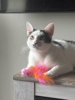 Rescue American Shorthair Cats for Adoption in Rochelle Park, New Jersey - Lilly | PetCurious