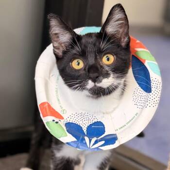 Ibis -  Domestic Short Hair Cat for Adoption in Gainesville, Florida - Ibis | PetCurious