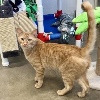 Miles -  Domestic Short Hair Cat for Adoption in Rock Falls, Illinois - Miles | PetCurious