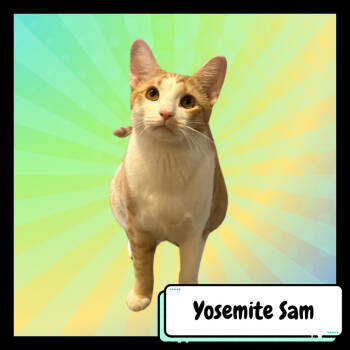 Rescue American Shorthair Cats for Adoption in Suisun City, California - Yosemite Sam | PetCurious