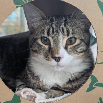 Hay Bale -  Domestic Short Hair Cat for Adoption in Reno, Nevada - Hay Bale | PetCurious