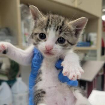 Domestic Short Hair Cats Available for Adoption in Westminster, California - Canberra | PetCurious
