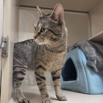 Maverick -  Domestic Short Hair Cat for Adoption in Ballston Spa, New York - Maverick | PetCurious